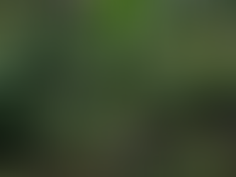 Mo`olelo of Laka and `Olohe