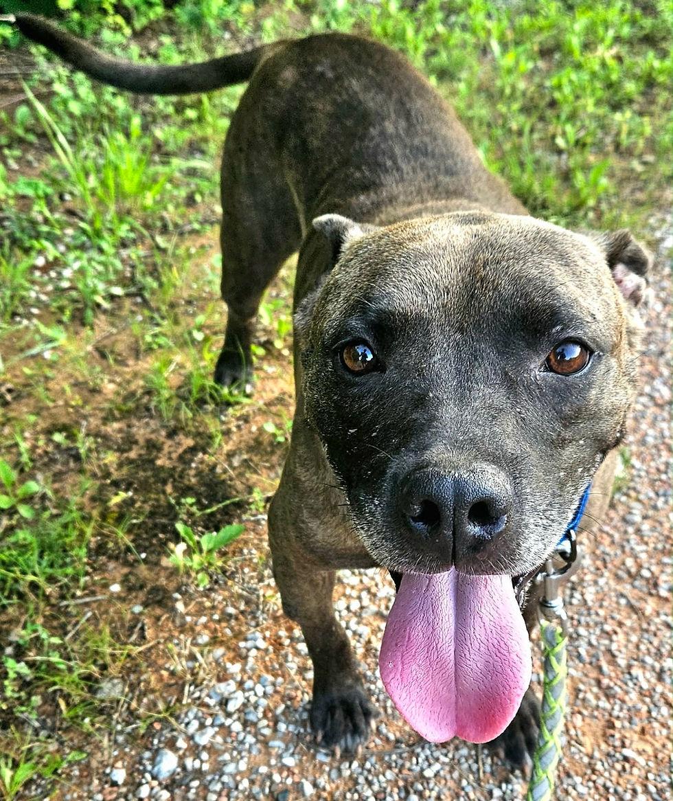 Playful Louie