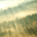 Morning Mist Over Trees