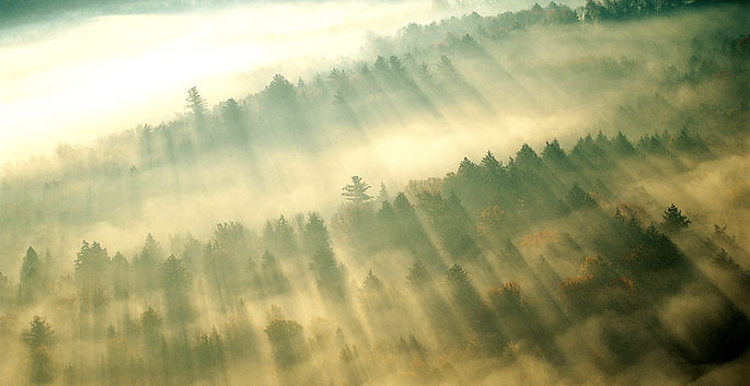 Morning Mist Over Trees