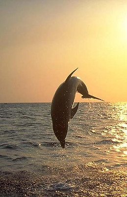 dophins.jpg