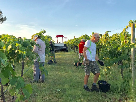 #vintage2018  Tempranillo