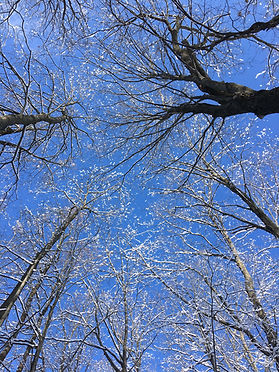 Winter in the forest.JPG