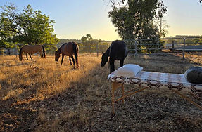 Horse transformation sessions