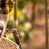 Banner_FralboVino.jpg
