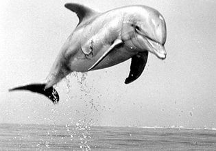 Tuffy the dolphin