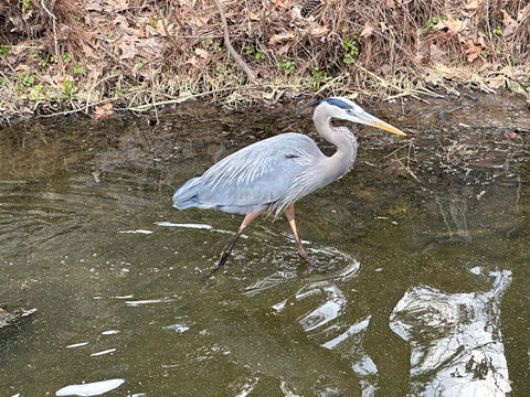Great Blue Heron 