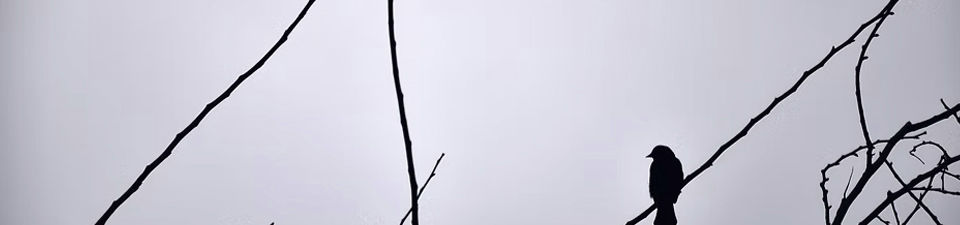 Side Bird 1.jpg
