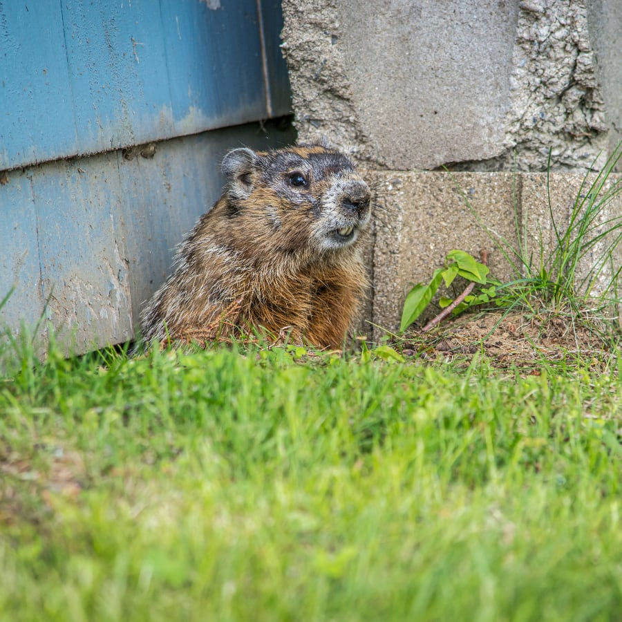 Woodchuck Ground Hog Trapping Marshfield Wisconsin