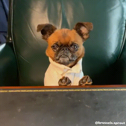 dogboss.gif