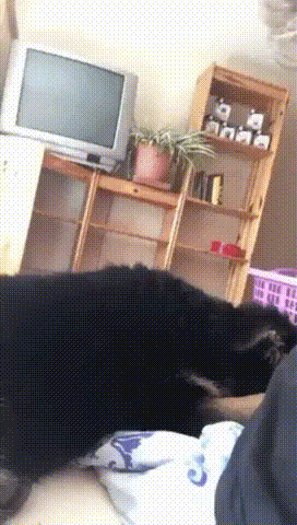 ann.gif