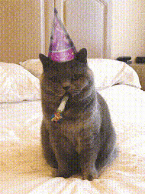 cat.gif