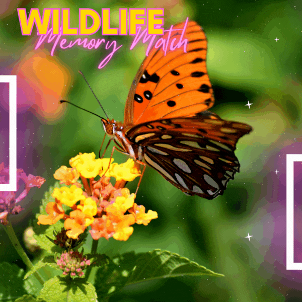 Wildlife Memory Match.gif