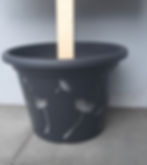 Pissenlit
