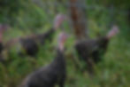 Abundant wildlife
