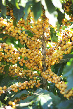 SH COFFEES