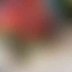 Scentsy Summer Collection 2024