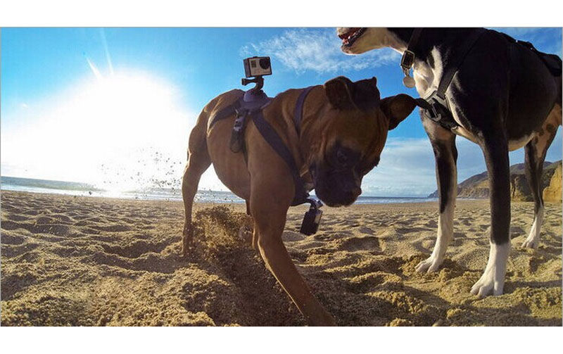 Miniatura: Arnés para Perro tamaño ajustable