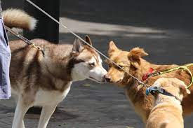 leashed dog meet