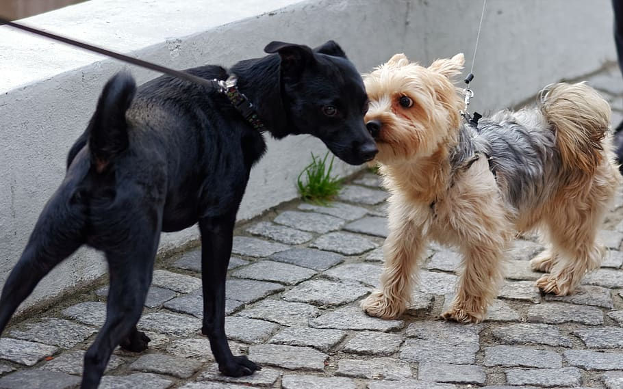 leashed dogs meet