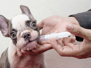 Médicamenter un chien pour traiter des comportements