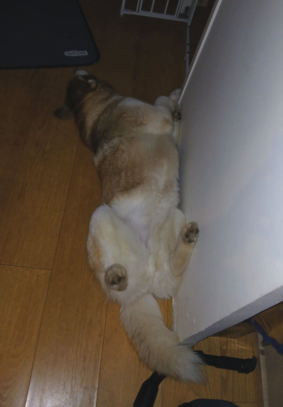 chien dort