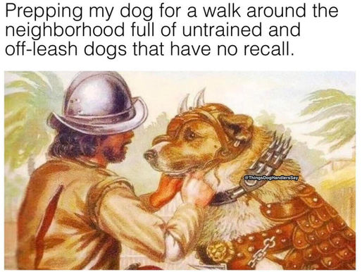 Take your dog on a walk with the leash