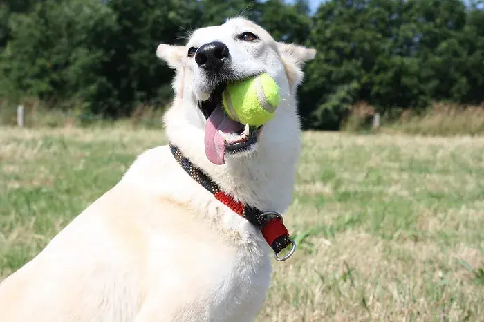 chien tient balle