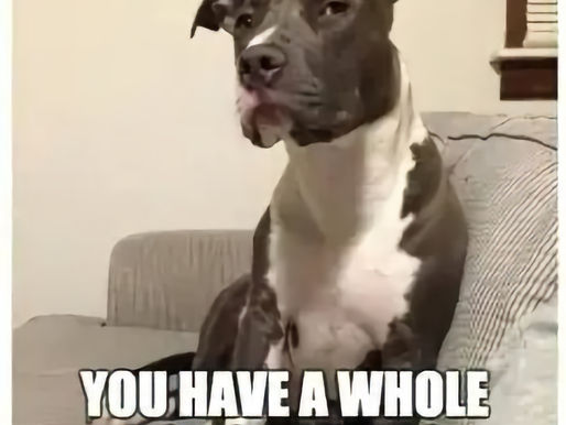 Train my dog with treats