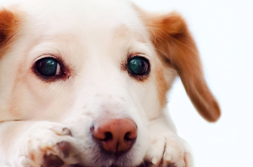 Chien