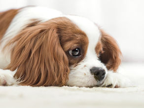 Mon chien a attaqué sans prévenir