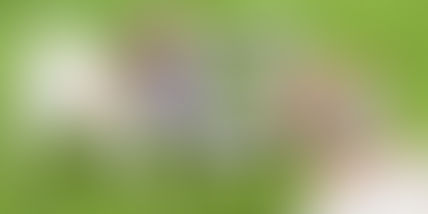 Play tug-of-war with your dog