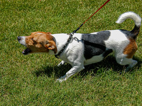 The reactivity in dogs