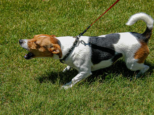 La réactivité chez le chien