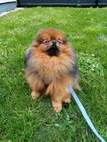 élèves chien de K9 Voice