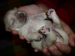 Your puppy, a tiny soft toy for his whole life ?
