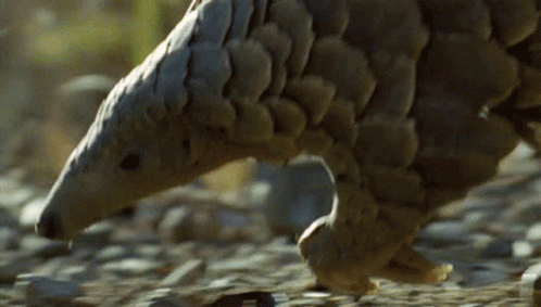 pangolin-animals.gif