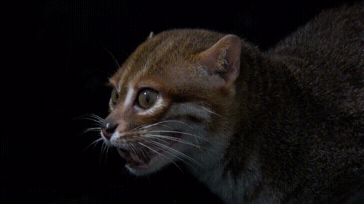 MycPDum.gif