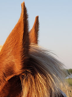 20190817_173717.jpg