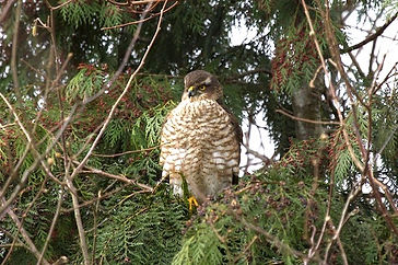 YpLg5FHaSVaAHGWFAugNEg_thumb_8244_edited