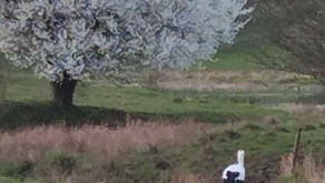 Wiosna w Marcinowej Zagrodzie