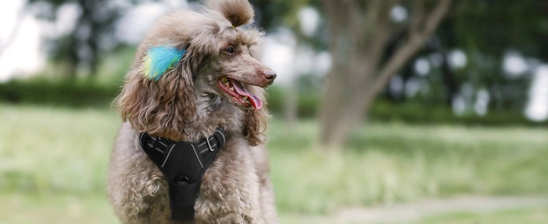 Thumbnail: Heavy-Duty No-Pull Dog Harness & Leash Set