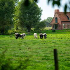 A farm land with cows grazing on the grass.