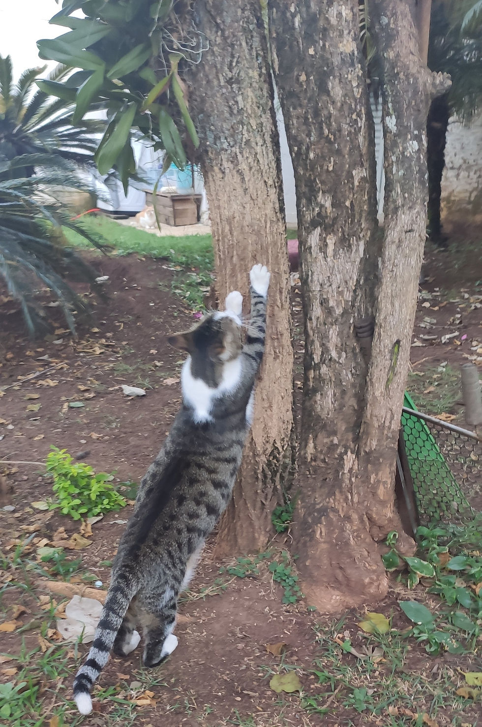 O tédio silencioso dos gatos: o problema que quase ninguém percebe 🐈