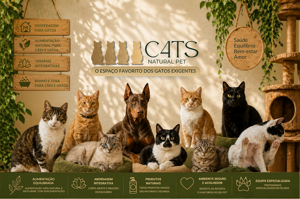 4 Cats Natural Pet em Indaiatuba: hotel para gatos, alimentação natural, terapias integrativas e equipe especializada em feli