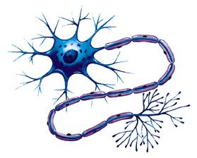 neurologia