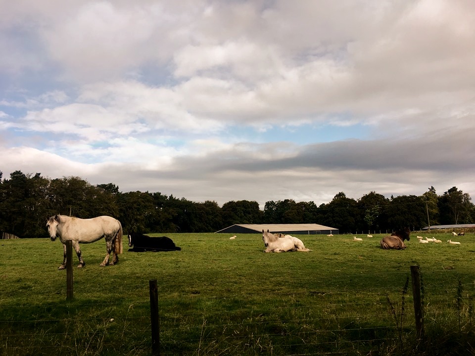 Horse Riding Turlood Equestrian Lesmahagow
