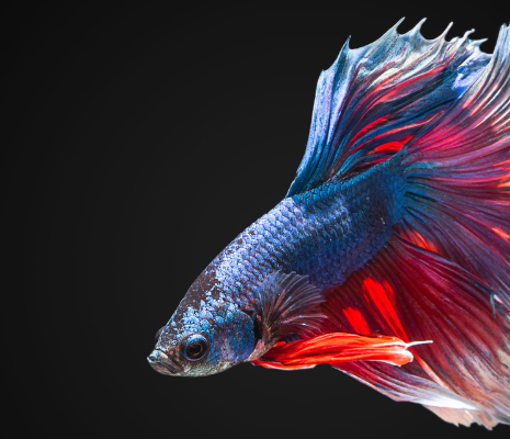 5 Common Myths About Beta Fish