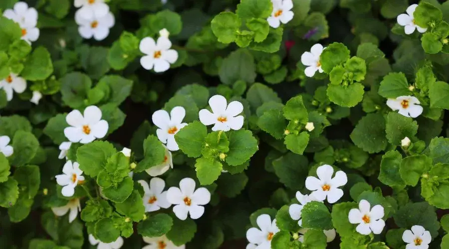 Brahmi