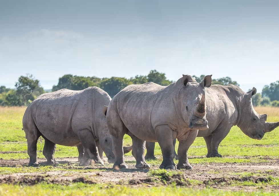 AdventureforRhinosDay4-11